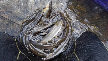 稲妻２世の釣行記