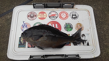 初売りには行かない  釣れてなんぼの釣行記